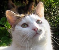 Catastrophes Cat Rescue.jpg Catastrophes Cat Rescue.jpg